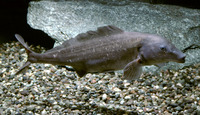 Mormyrus kannume, Elephant-snout fish: fisheries, aquarium