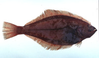 Hippoglossoides dubius, Flathead flounder: fisheries