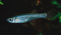 Micropanchax scheeli, Scheel's lampeye: aquarium