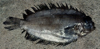 Poecilopsetta colorata, Coloured righteye flounder: