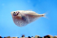 Gasteropelecus sternicla, River hatchetfish: aquaculture, aquarium