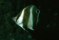 Chaetodon jayakari, Indian golden-barred butterflyfish: aquarium