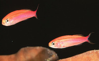 Luzonichthys taeniatus, :