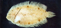 Samariscus latus, Deep-body righteye flounder: