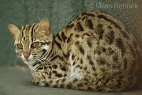 Prionailurus bengalensis - Leopard Cat