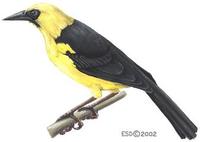 Image of: Gymnomystax mexicanus (oriole-blackbird)
