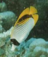 Image of: Chaetodon lineolatus (lined butterflyfish)