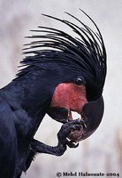 Palm Cockatoo - Probosciger aterrimus