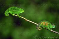 ...dwarf chameleon, ngorongoro, tanzania. fotosearch - search stock photos, pictures, images, and p