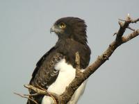 Black-chested Snake Eagle (Svartbröstad ormörn) - Circaetus pectoralis