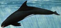 The Pygmy Killer Whale can reach a length of 8.5 feet and weigh