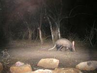 ...Aardvarks are nocturnal and very rarely seen. But our camera traps indicate there are quite a nu