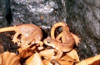 : Lyciasalamandra luschani basoglui; Lycian Salamander
