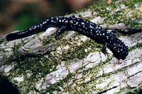 : Plethodon kisatchie; Louisiana Slimy Salamander