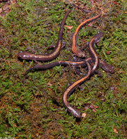 : Plethodon shenandoah; Shenandoah Salamander;