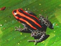 : Ranitomeya ventrimaculata