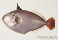 : Melichthys vidua