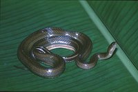 : Enhydris enhydris; Rainbow Water Snake