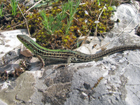: Podarcis tauricus; Balkan Wall Lizard
