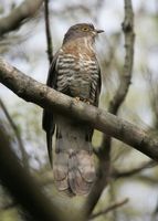 Large Hawk Cuckoo » Cuculus sparverioides