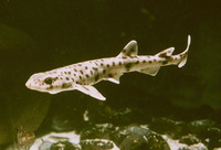 Scyliorhinus canicula, Small-spotted catshark: fisheries, aquarium