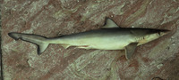 Rhizoprionodon lalandii, Brazilian sharpnose shark: fisheries