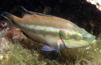 Symphodus ocellatus, : aquarium