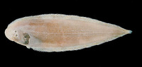 Cynoglossus bilineatus, Fourlined tonguesole: fisheries