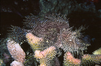 Rhinopias aphanes, Lacy scorpionfish: