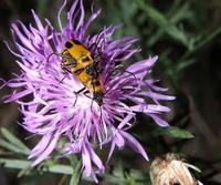 Image of: Chauliognathus pennsylvanicus (soldier beetle)