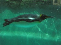 Aptenodytes patagonicus - King Penguin