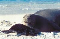 Monachus schauinslandi - Hawaiian Monk Seal
