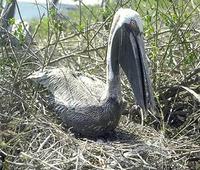 Image of: Pelecanus occidentalis (brown pelican)
