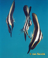 Platax teira - Longfin Batfish