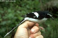 Black-backed Forktail - Enicurus immaculatus