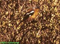 Ala Shan Redstart - Phoenicurus alaschanicus
