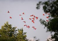 Scarlet Ibis (Eudocimus ruber) photo