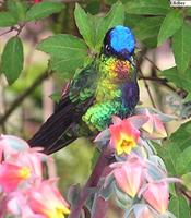 Fiery-throated Hummingbird - Panterpe insignis