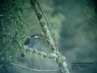 Gray-breasted Mountain-Toucan - Andigena hypoglauca
