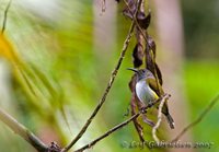 Gray-hooded Sunbird - Aethopyga primigenius