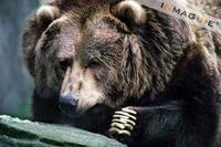 Grizzly or Brown Bear (Ursus arctos) photo