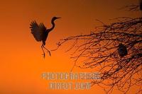 Great white Egret landing at sunset stock photo