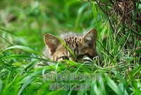 Young wildcat ( Felis silvestris ) in grass stock photo