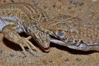 Two Lacertid lizards fighting for territory , Rajasthan India stock photo