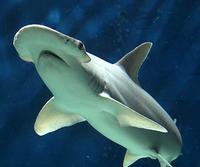 Bonnethead Shark - Sphyrna tiburo