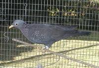 Olive Pigeon Columba arquatrix