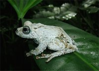 : Boophis lichenoides; Liken Treefrog