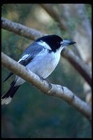 : Cracticus torquatus; Gray Butcherbird