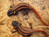 : Tylototriton kweichowensis; Kweichow Crocodile Salamander