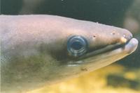 : Anguilla australis; Australian Short-finned Eel
